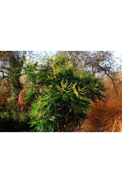 Освітлений сонцем кущ магонії середньої Charity. 